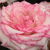 Belo - roza - Vrtnice Floribunda - Händel